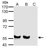 Siglec 7 antibody