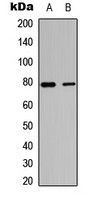 TBX3 antibody