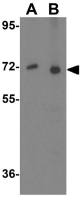 SHOC2 antibody