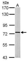 SCMH1 antibody