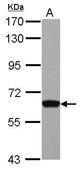 GTF2H1 antibody [N1C1]
