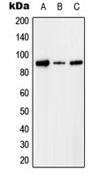 Factor I antibody