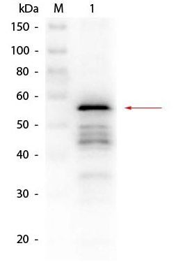 Aldehyde Dehydrogenase antibody