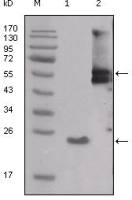 Src antibody [4F1E8]