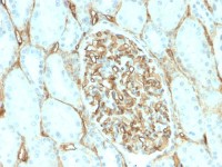CD34 antibody [HPCA1/2598R]