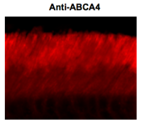 ABCA4 (Rim Protein) antibody [3F4]