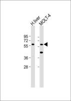 GXYLT2 antibody