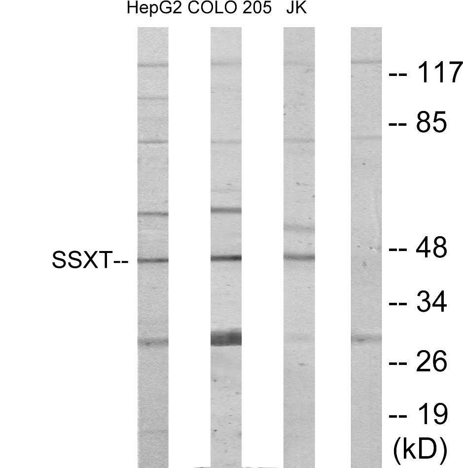 SS18 antibody