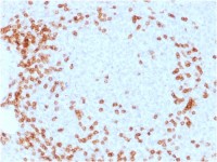 CD3 epsilon antibody [C3e/1931]