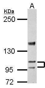 SERCA3 antibody [N1N2], N-term