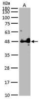 POFUT1 antibody [N1C1]