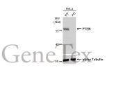PTEN antibody
