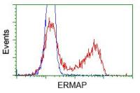 ERMAP antibody [C8]
