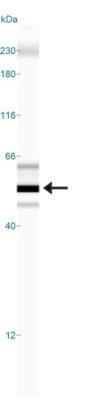 SSEA-1 / CD15 antibody [MC-480]