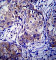 CYP1A1 antibody, Internal