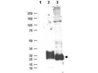MFAP5 antibody