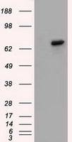 BTK antibody [10E10]