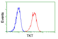 Transketolase antibody [5H3]