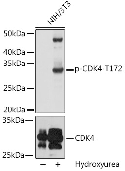CDK4 (phospho Thr172) antibody