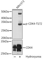 CDK4 (phospho Thr172) antibody
