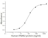 Human IFNAR2 protein, human IgG1 Fc tag (active)