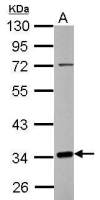 C10orf4 antibody