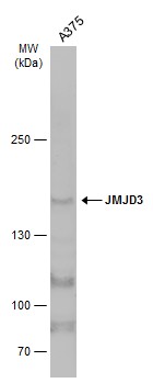 JMJD3 antibody [C2], C-term