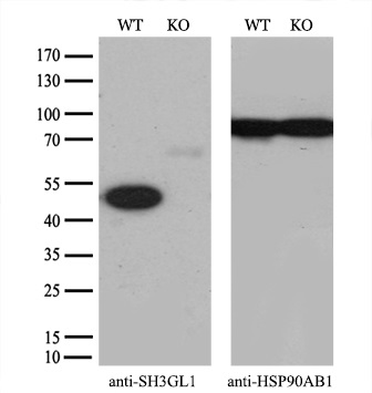 SH3GL1 antibody [2F5]