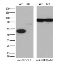 SH3GL1 antibody [2F5]