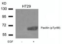 Paxillin (phospho Tyr88) antibody