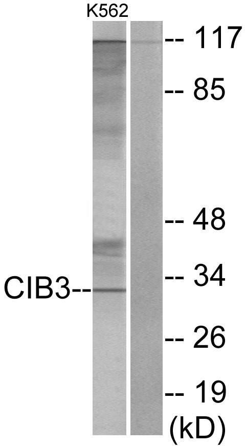 CIB3 antibody
