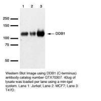 DDB1 antibody