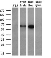 Coronin 1B antibody [3D10]