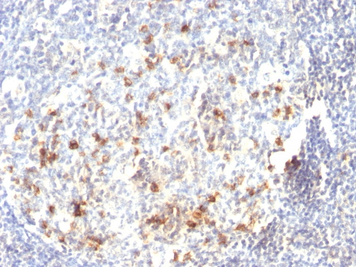 CD57 antibody [HNK-1 or Leu-7]