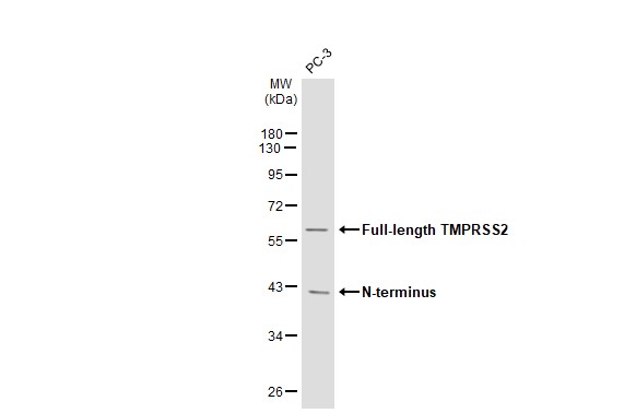 TMPRSS2 antibody [N2C3]产品图
