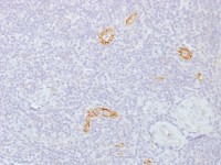 GJB1 antibody [GJB1/1753]