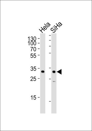 SNAI1 antibody, N-term