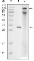 IKK epsilon antibody [6B4B5]