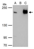 TAF172 antibody [C3], C-term