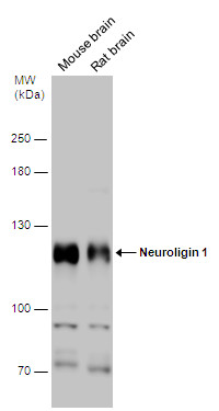 Neuroligin 1 antibody