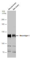 Neuroligin 1 antibody