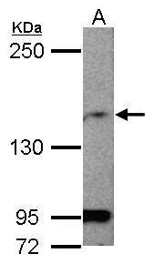 MAGI1 antibody [C2], C-term