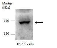 DOT1L antibody