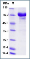 Human OPG protein, human IgG1 Fc tag