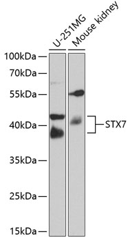Syntaxin 7 antibody