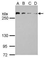 CHD4 antibody