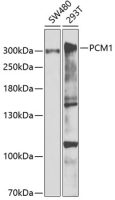 PCM1 antibody