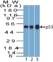 p53 antibody [BP53-12]