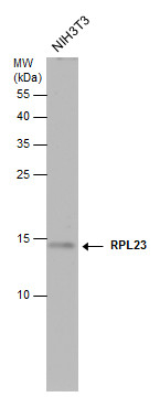 RPL23 antibody