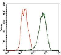 TUBB2A antibody [6A10B2]